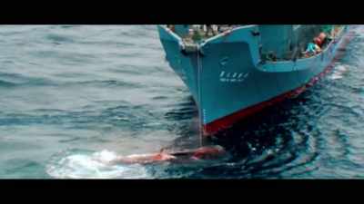 Tokyo says it plans to kill
despite a worldwide ban. - Seaspiracy