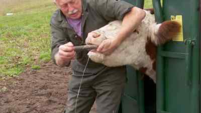 Told ya
it didn't taste good. - The Incredible Dr. Pol