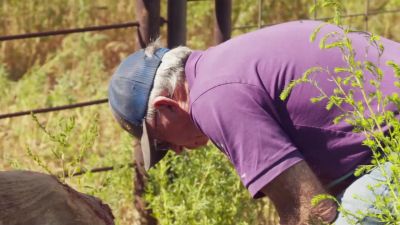 TOM: You know, they had some stories about big animals - The Secret of Skinwalker Ranch