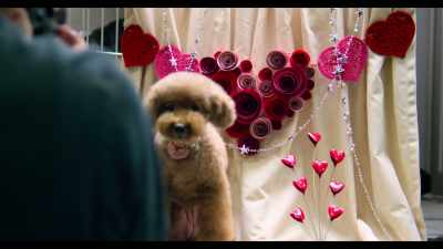 Tomorrow, I'm going to Pasadena - Dogs