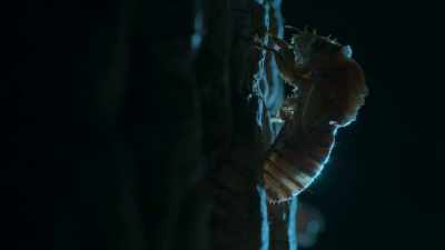 Tomorrow, they'll mate,
and then they'll die. - Tiny World
