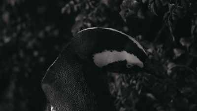 Tonight... - Penguin Town