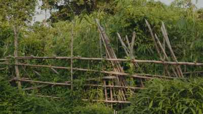 [Tony] So you cannot say
to a giraffe, - The Kingmaker