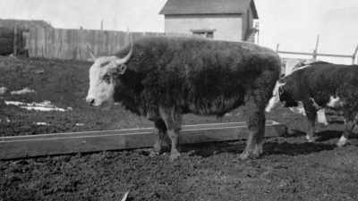 Too many cows died in calving; - The American Buffalo