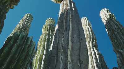 Too tall, and they'd blow over. - The Green Planet