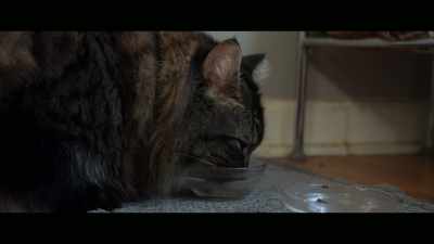 Toodles changed everything
that I thought about cats. - Cat Daddies