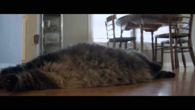 Toodles is only three, - Cat Daddies
