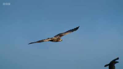 Top predators like eagles
play a key role - Wild Isles