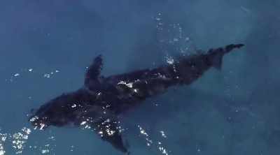Towner brings in
white sharks with bait - Shark Attack Files