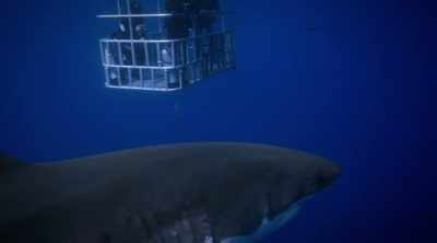 TOWNER: When a
human is underwater, - Shark Attack Files