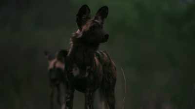 Tracking her mother into a place
she's never been before, - Dynasties