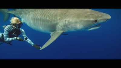 Traditionally respected
but not feared. - Envoy: Shark Cull
