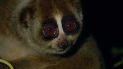 Traffickers in the illegal pet trade - Our Great National Parks