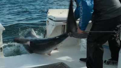 Trage ! E un rechin mare ! - Baby Sharks