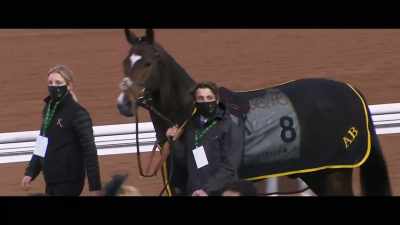 Trained in Great Britain
by Andrew Balding, - Horsepower