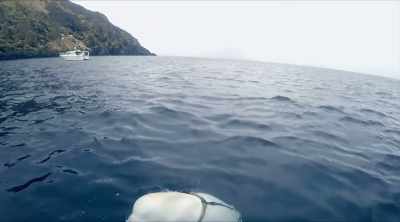 Training secret agents,
human or animal, - Mysteries of the Deep