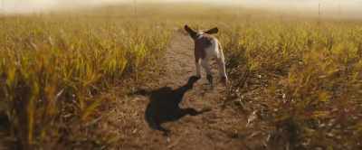 [tranquil music] - A Dog's Journey