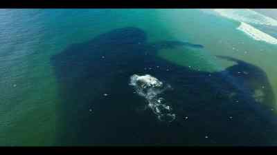 Transforming what was a marine desert... - Our Oceans