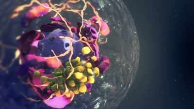 Transporting nutrients,
moving things around, - Superhuman: The Invisible Made Visible