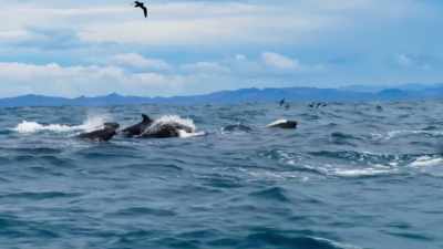 Travelling at ten knots,
the killers quickly close in on them. - Blue Planet II