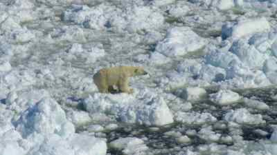 Traversing this icy landscape
has turned dangerous. - Predators