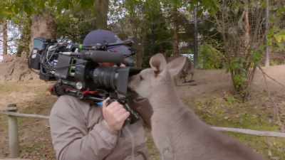 Travis: Yep, too close.
Personal space kangaroo. - Secrets of the Zoo