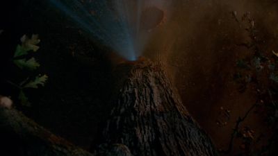 [tree bark cracking] - The Originals