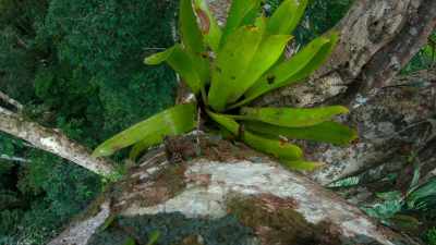 [tree creaks] - Tiny World