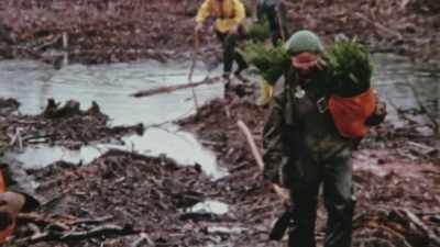 Tree planting is a
positive-feeling act. - Trees and Other Entanglements