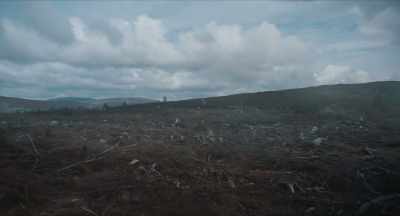 (TREE THUDS) - The Green Knight