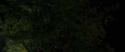 [tree trunks grinding] - Hauntology