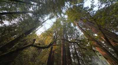 Trees are one of the most
valuable resources - Mysteries of the Deep