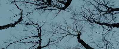 [trees creaking] - Pyewacket