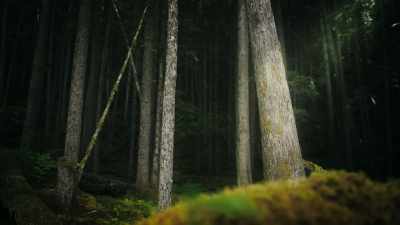 Trees lead a secret social life. - Super/Natural