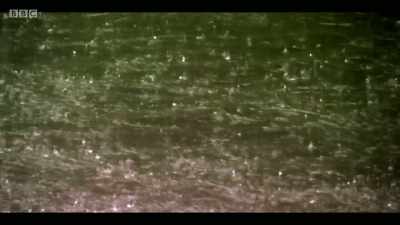 Trees regulate water flow
across landscapes. - Extinction: The Facts