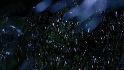 - ( trees rustling )
- ( bird squawks ) - Spielberg