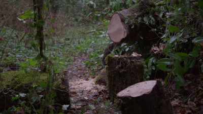 (trees rustling) - Trees and Other Entanglements