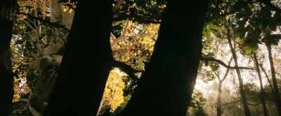 Trees? - Tolkien