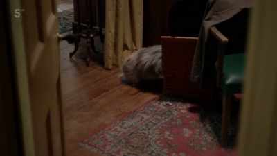 TRICKI GRUNTS - All Creatures Great & Small