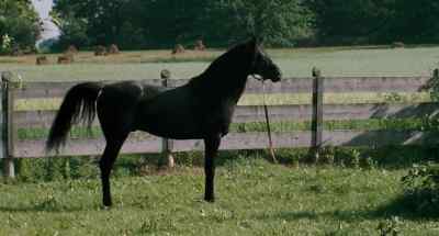 Tried cows. That didn't work. - The Black Stallion