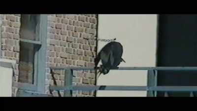 Trips to SeaWorld, - Heaven's Gate: The Cult of Cults
