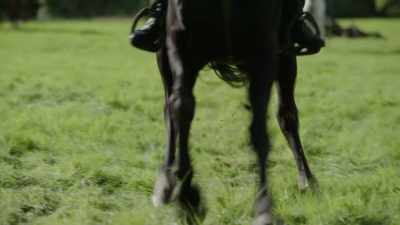 (Triscuit neighs)
Whoa! - The Reluctant Royal