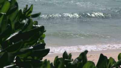 (tropical music)
♪ - Island of Bryan