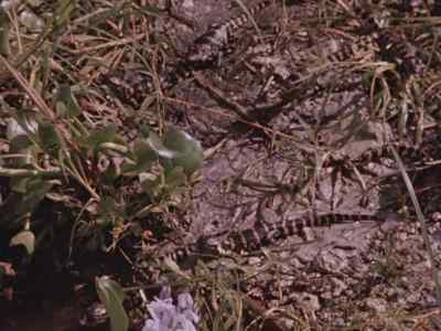 Troubles are
not over, however, - Prowlers of the Everglades