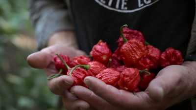 Troy Primeaux's 7 Pot Primo - Superhot: The Spicy World of Pepper People