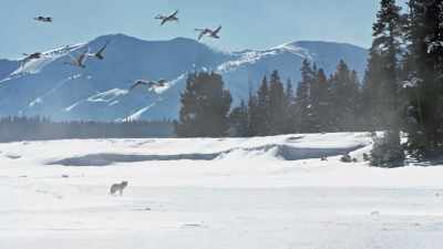 [trumpeting] - Epic Yellowstone