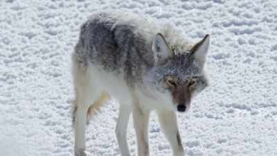 [trumpeting] - Epic Yellowstone
