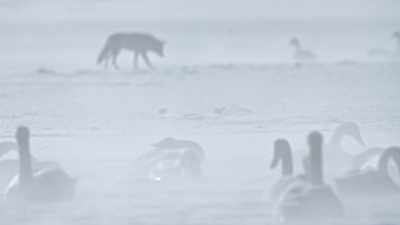 [trumpeting] - Epic Yellowstone