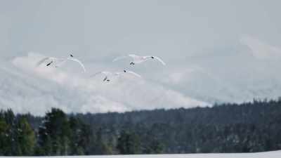 [trumpeting] - Epic Yellowstone