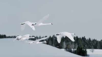 [trumpeting] - Epic Yellowstone